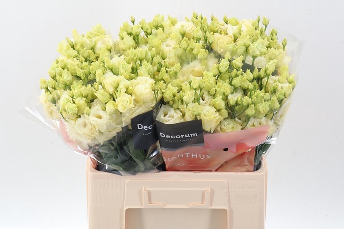 <h4>Eus G Alissa Yellow</h4>