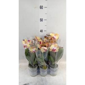 Phalaenopsis multi.   ...orange