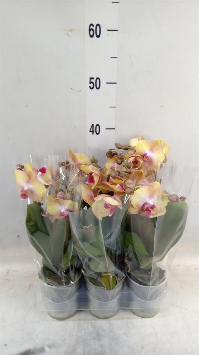 <h4>Phalaenopsis multi.   ...orange</h4>