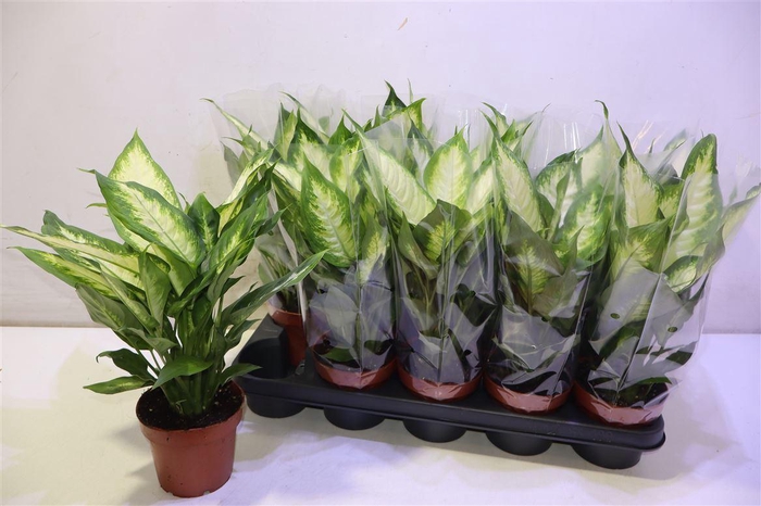 <h4>Dieff Camilla</h4>