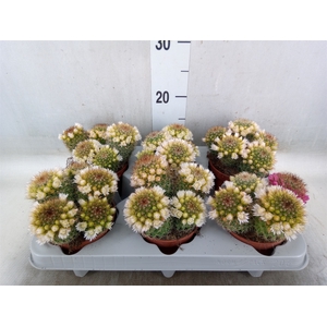 Mammillaria ernestii