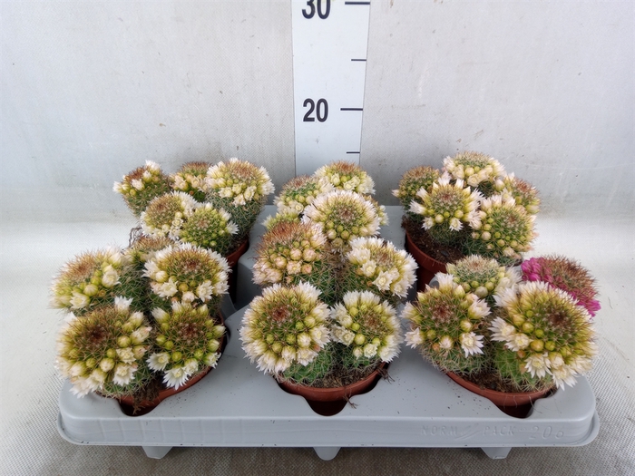 <h4>Mammillaria ernestii</h4>