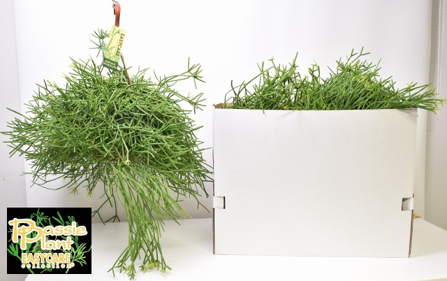 <h4>RHIPSALIS HETEROCLAD</h4>