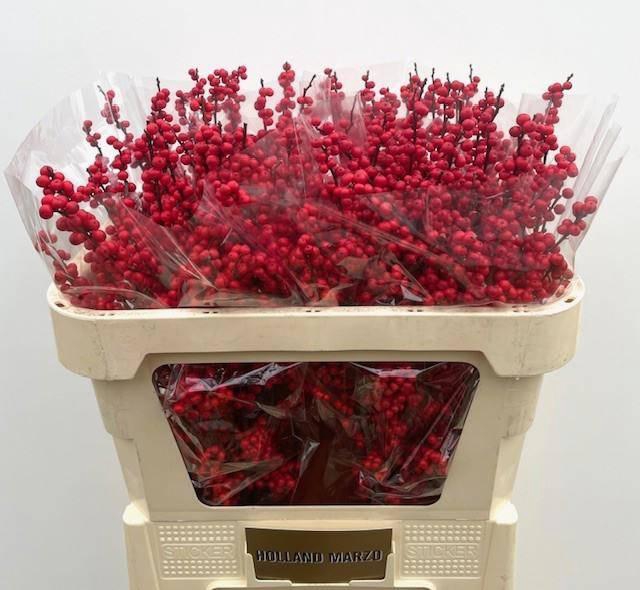 <h4>Ilex verticillata</h4>