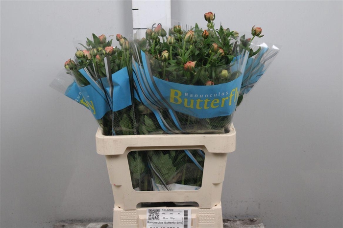 <h4>Ran Butterfly Eris</h4>