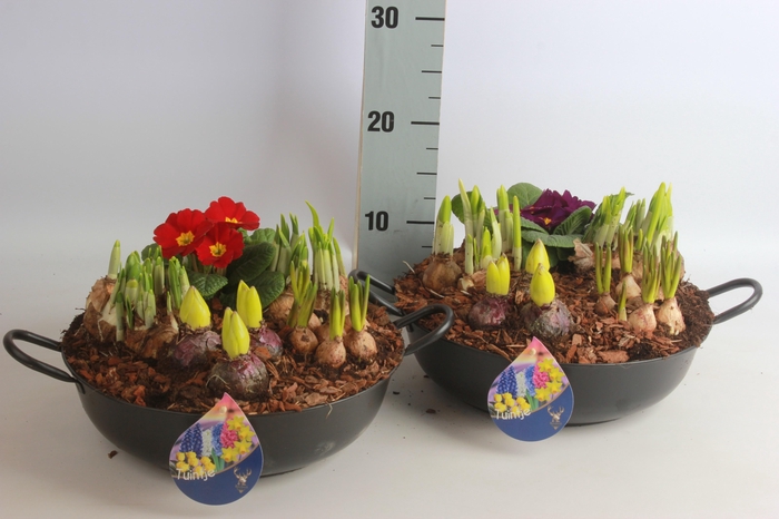 <h4>ARR BOL KNOLGEWAS</h4>