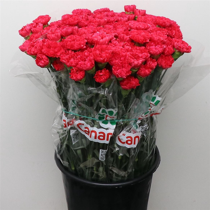 <h4>Di St Bizet Cerise</h4>