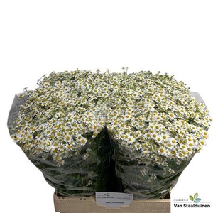 Tana Pa Single Vegmo 600gr