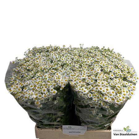 <h4>Tana Pa Single Vegmo 600gr</h4>