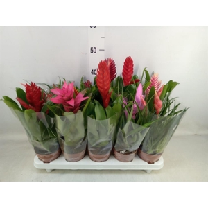 Bromelia   ...mix 10
