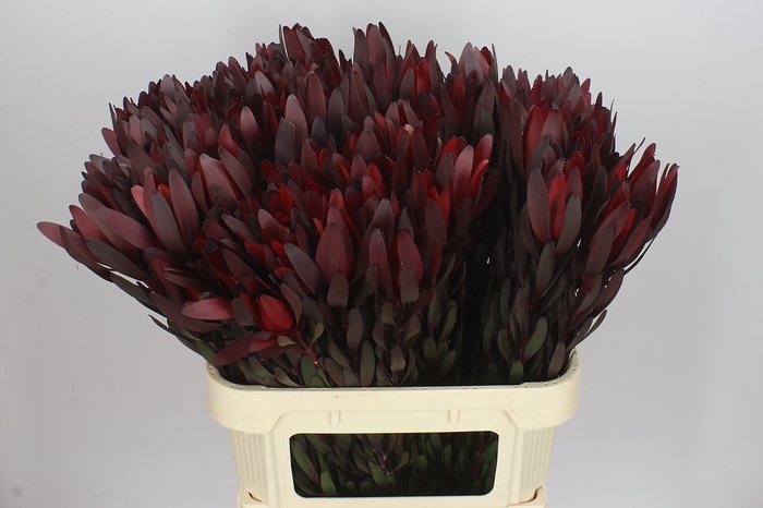 <h4>Leucadendron Safari Sunset</h4>