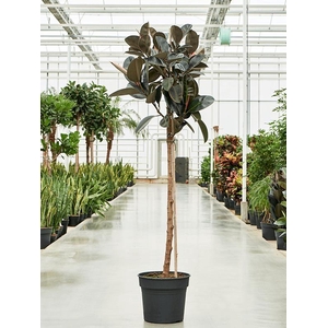 Ficus elastica 'Abidjan'