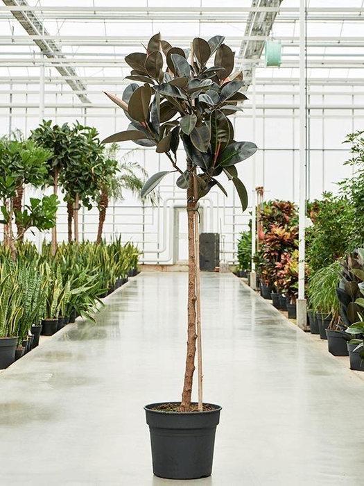 <h4>Ficus elastica 'Abidjan'</h4>