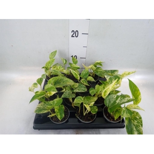 Epipremnum pinn. 'Marble Queen'