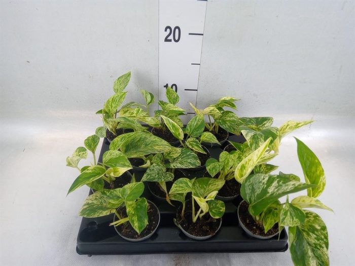 <h4>Epipremnum pinn. 'Marble Queen'</h4>