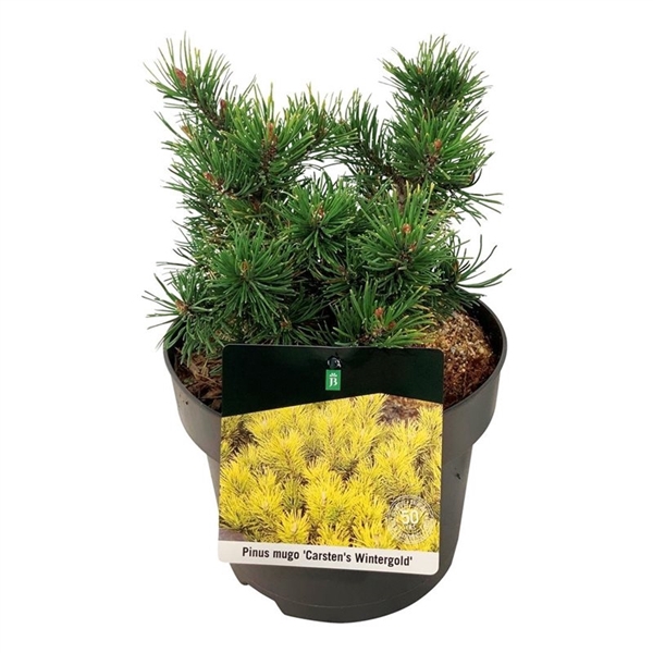 <h4>Pinus mugo 'Carsten's Wintergold'</h4>