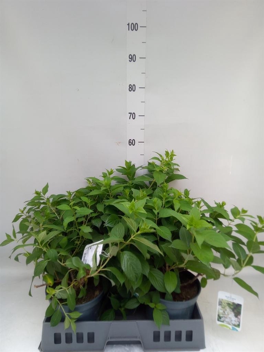 <h4>Hydrangea pan.</h4>