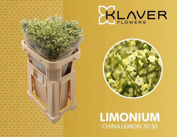 <h4>LIM SIN CHINA LEMON 70 30</h4>