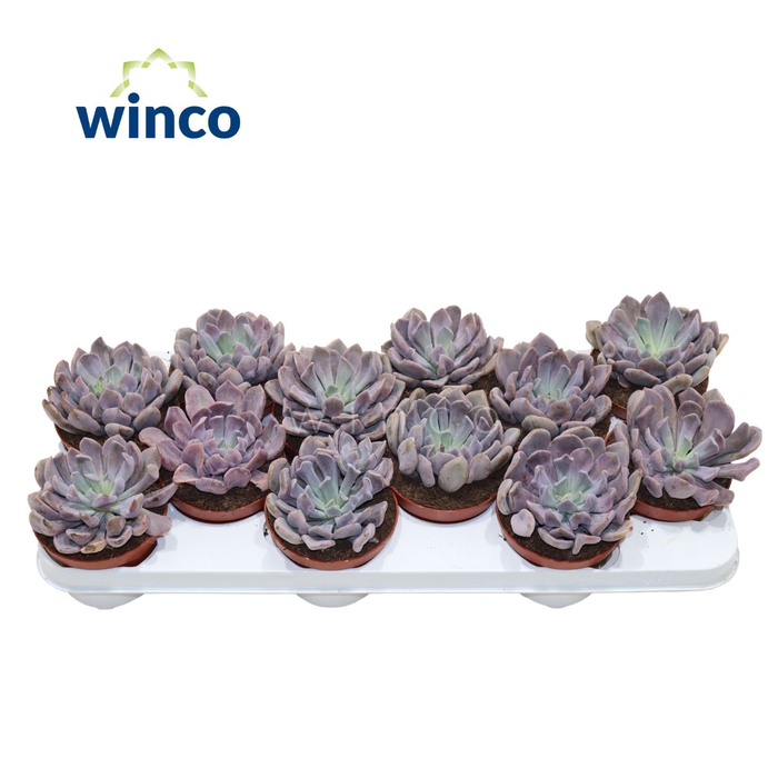 <h4>Graptoveria Lilac Spoons</h4>