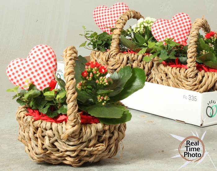 <h4>ARR KAMERPL</h4>