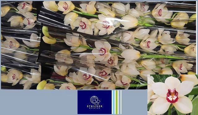 <h4>CYMB T IVORY</h4>