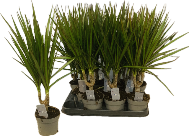 <h4>DRA MARGINATA</h4>