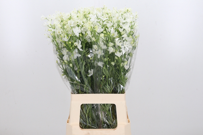 <h4>Delph En M Sil White</h4>