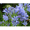 Agapanthus overig