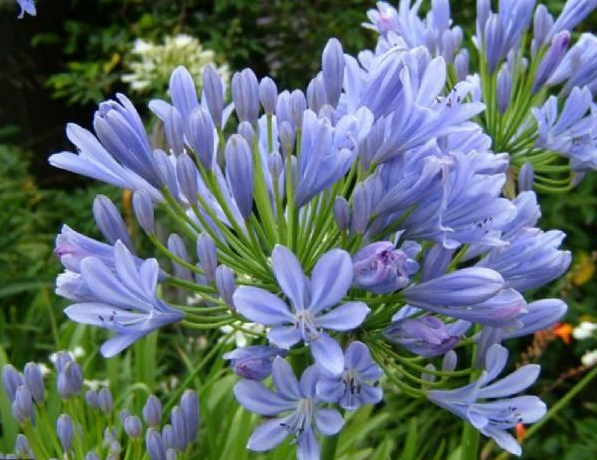 Agapanthus overig