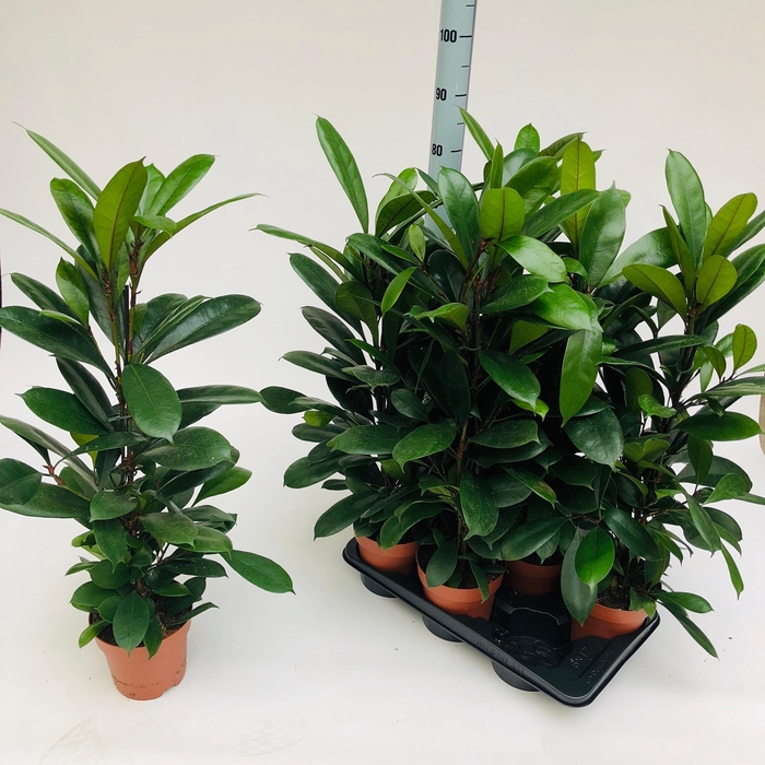 <h4>FICUS CYATHISTIPULA</h4>