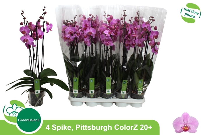 <h4>PHAL AN PITTSBURGH</h4>