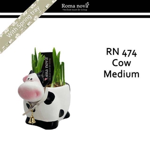 arr4 Narcis RN - Cow medium