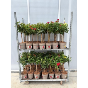 ROSA ST MIXKAR
