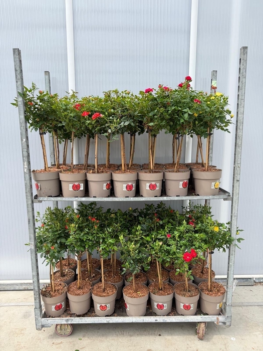 <h4>ROSA ST MIXKAR</h4>