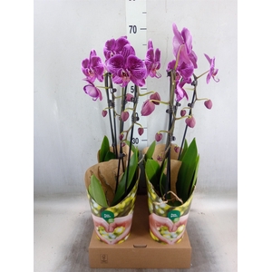 Phalaenopsis  'Elegant Cascade'