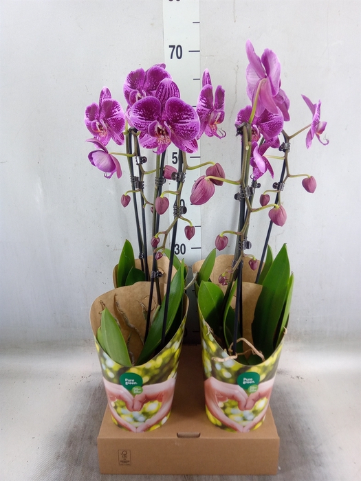 <h4>Phalaenopsis  'Elegant Cascade'</h4>