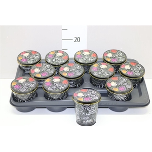 Bloembol Tulipa Mix In Zinken Giftbox