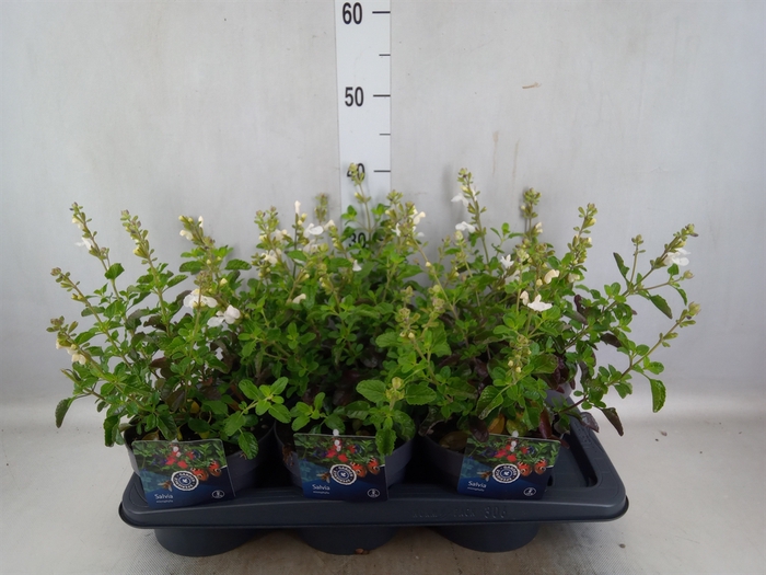 <h4>Salvia greggii 'Mirage White'</h4>