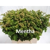 FREILAND MENTHA