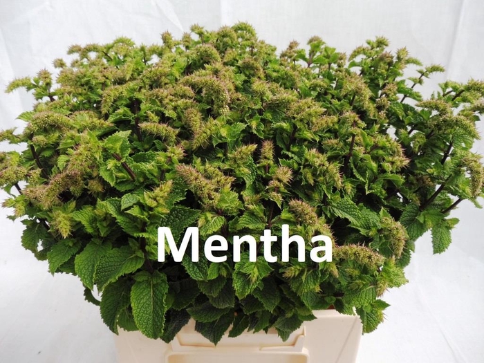 FREILAND MENTHA