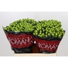 Hypericum Lucky Romance