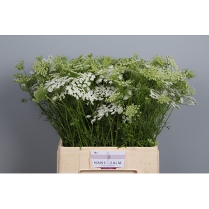 AMMI MAJUS