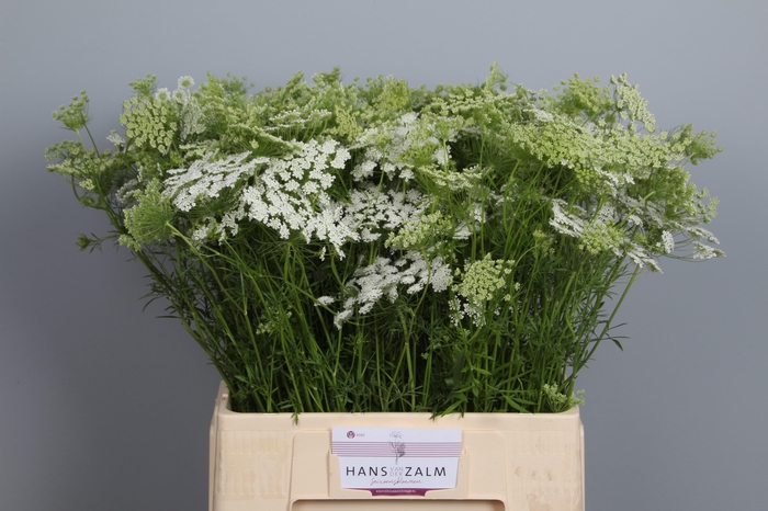<h4>AMMI MAJUS</h4>