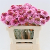 Scabiosa atropurpurea Focal Scoop Popsicle