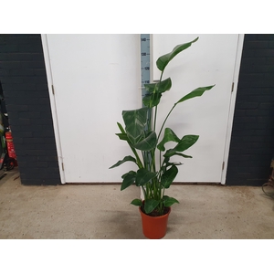 STRELITZIA NICOLAI