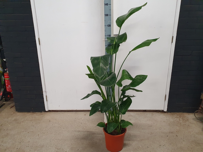 <h4>STRELITZIA NICOLAI</h4>