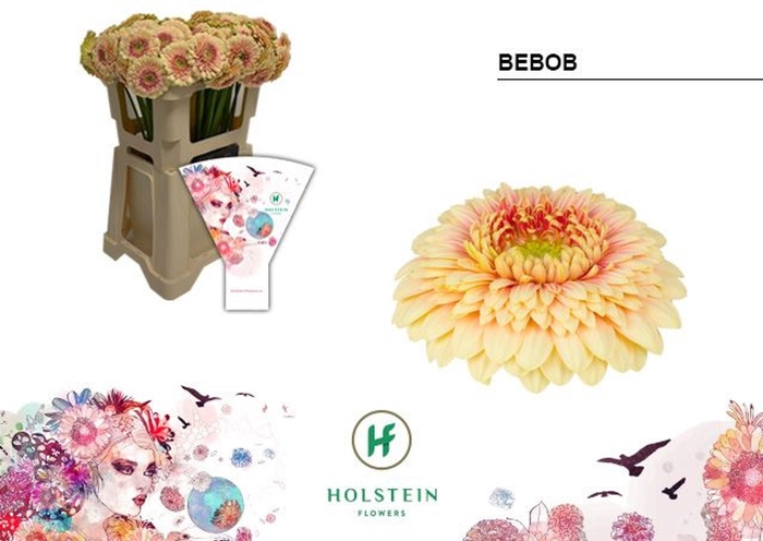 <h4>GERBERA MIB 'GERPONI BEBOB'</h4>