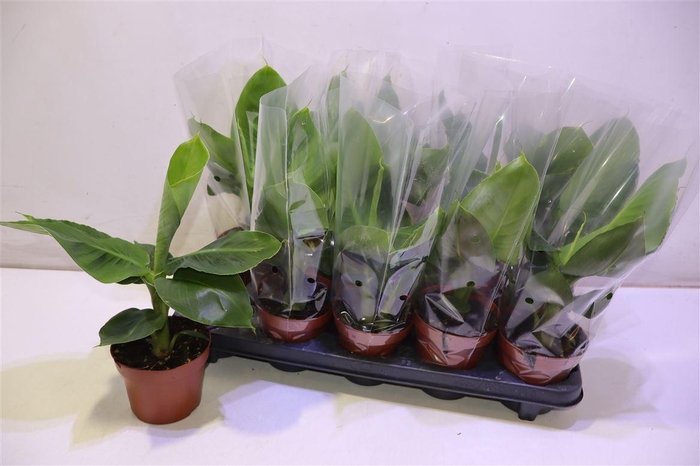 <h4>Musa Tropicana</h4>