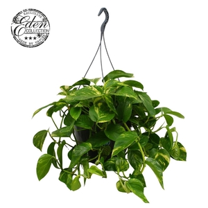 Epipremnum Hawaien 27cm HP