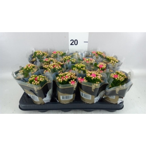 Kalanchoe blos. 'RosDon Nando'